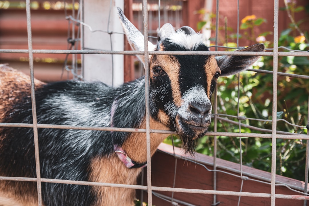 Quand la police d'Albi joue les bergers : un bouc en cavale sème la pagaille en centre-ville !