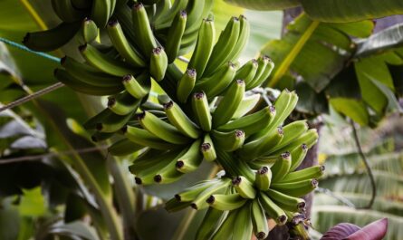 Un bananier normand fait sensation : 15 ans d'attente pour un régime miraculeux !