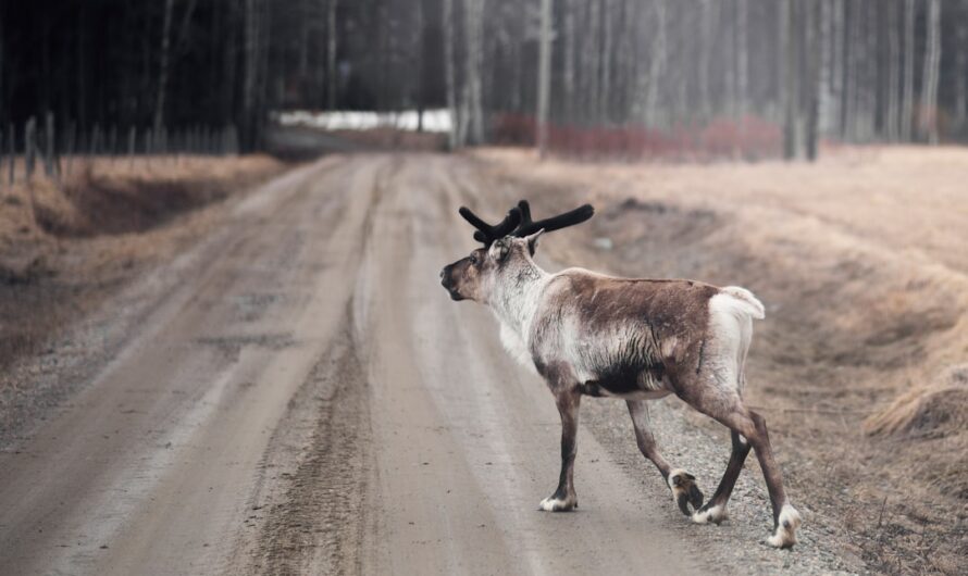 Un renne fait du shopping à Zurich : quand Rudolph prend les transports en commun ! 🦌