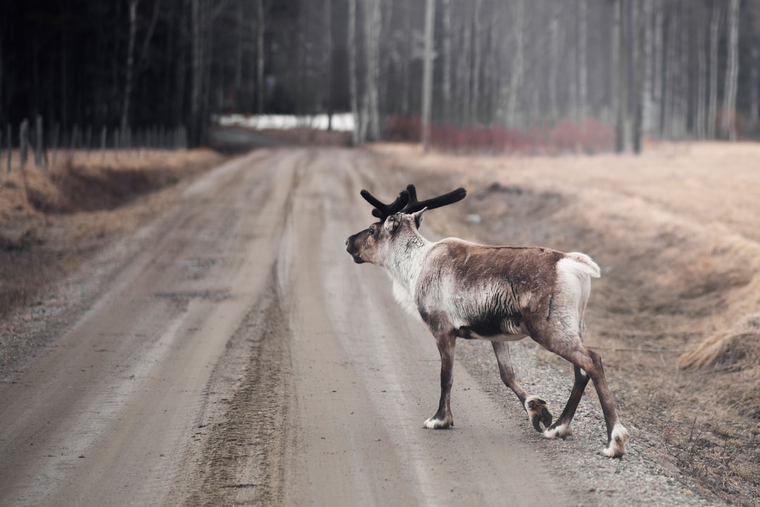 Un renne fait du shopping à Zurich : quand Rudolph prend les transports en commun ! 🦌