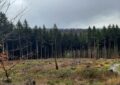 Une forêt de 182 hectares à vendre sur Le Bon Coin : quand l'immobilier forestier fait sensation !