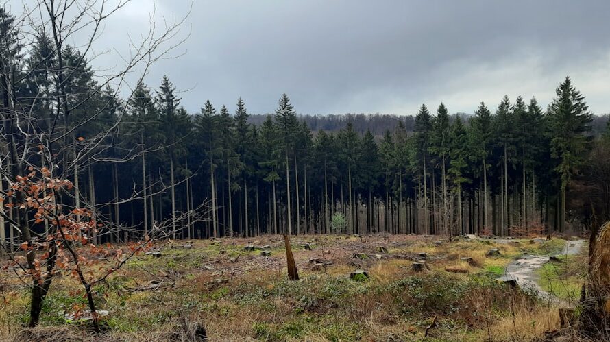 Une forêt de 182 hectares à vendre sur Le Bon Coin : quand l’immobilier forestier fait sensation !