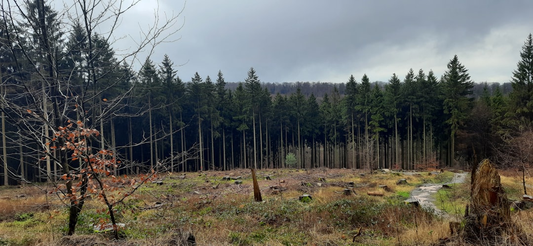 Une forêt de 182 hectares à vendre sur Le Bon Coin : quand l'immobilier forestier fait sensation !