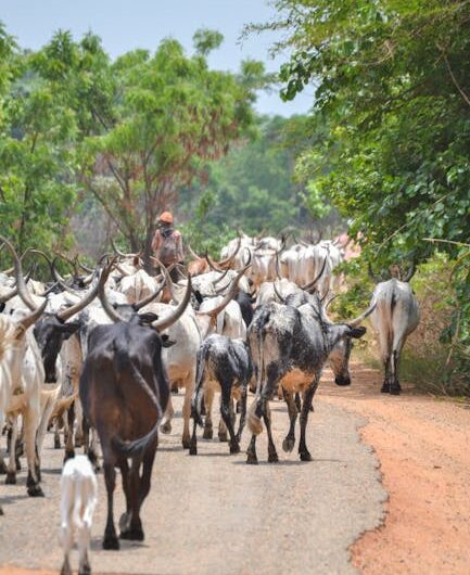 57 vaches débarquent en plein bourg breton : la transhumance la plus mignonne (et festive) de France