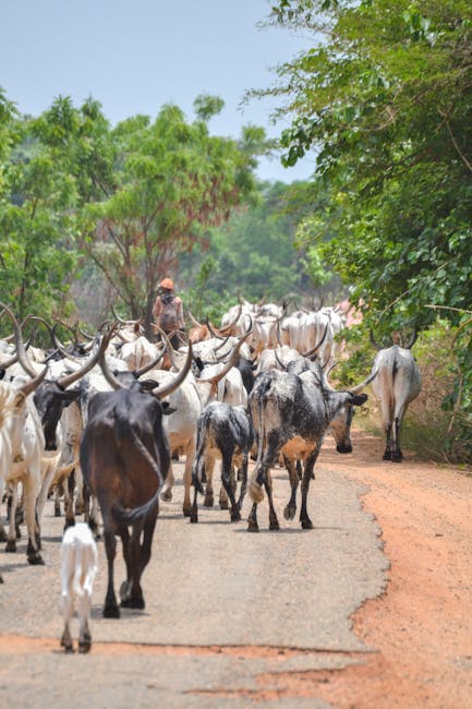 57 vaches débarquent en plein bourg breton : la transhumance la plus mignonne (et festive) de France
