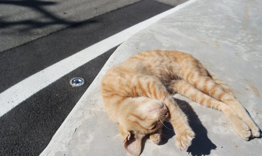 Quand ton chat joue à cache-cache… à 6 km de la maison !