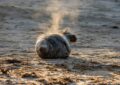 Quand un phoque gris décide de squatter la plage après la tempête : "Il avait juste besoin d'une sieste !"