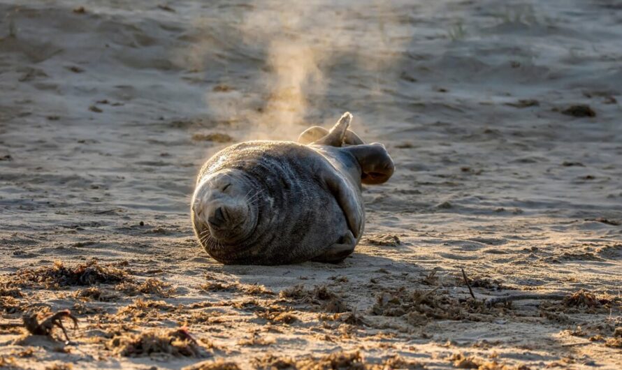 Quand un phoque gris décide de squatter la plage après la tempête : "Il avait juste besoin d&rsquo;une sieste !"
