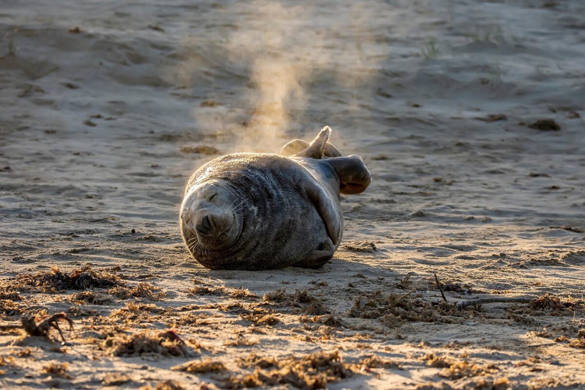 Quand un phoque gris décide de squatter la plage après la tempête : "Il avait juste besoin d'une sieste !"