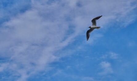 Quand une mouette décide de voler la vedette : une journaliste percutée en plein direct !