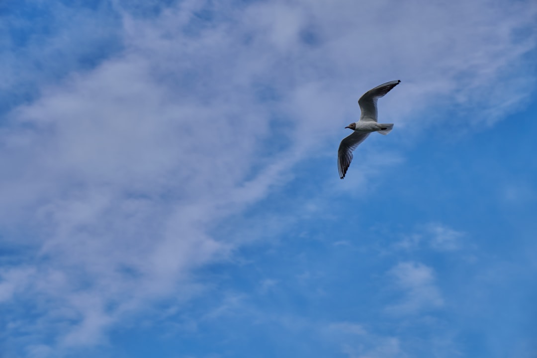 Quand une mouette décide de voler la vedette : une journaliste percutée en plein direct !
