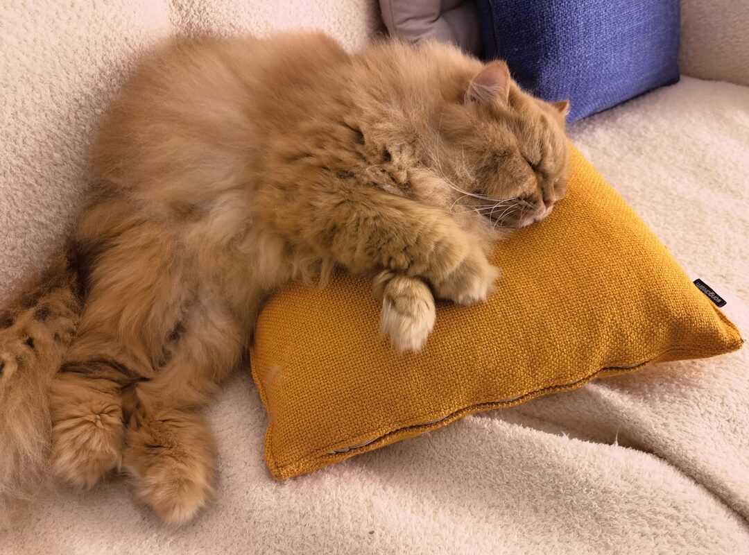 Quand votre chat transforme votre oreiller en QG : l'échec hilarant d'un propriétaire désespéré