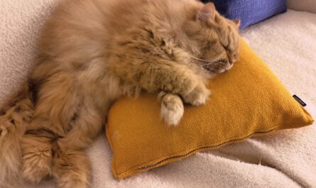 Quand votre chat transforme votre oreiller en QG : l'échec hilarant d'un propriétaire désespéré