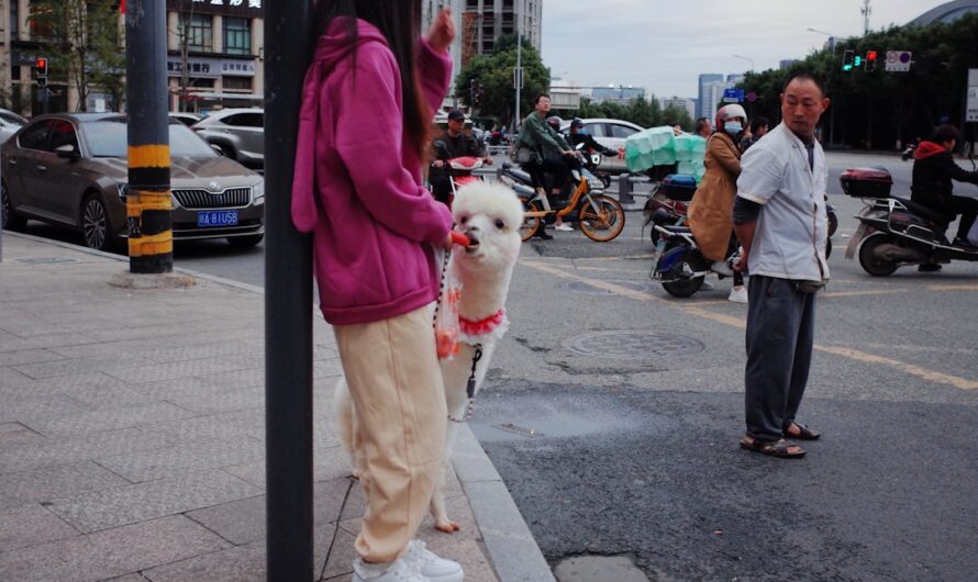 Son "enfant" sort de l&rsquo;école sous les yeux de 1,7 million de personnes : la scène est hilarante