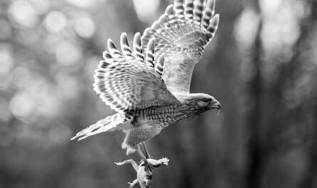 Un aigle largue un chat sur un pare-brise : l'appel au 911 le plus WTF de l'année