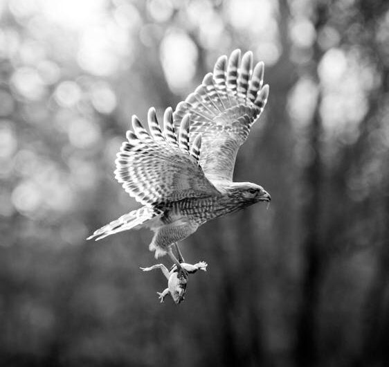 Un aigle largue un chat sur un pare-brise : l’appel au 911 le plus WTF de l’année