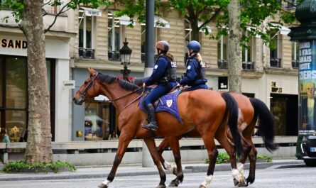 Un cheval en cavale finit au commissariat de Dole : "Non, monsieur l'agent, je n'ai rien bu !"
