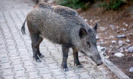 Un sanglier fait son shopping du samedi soir à Nice (et il n'a même pas pris de ticket de tram !)