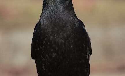 Cet Américain entraîne des corneilles à piquer les casquettes rouges des fans de Trump (et c'est hilarant)