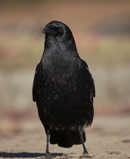Cet Américain entraîne des corneilles à piquer les casquettes rouges des fans de Trump (et c&rsquo;est hilarant)