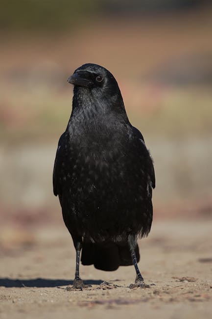 Cet Américain entraîne des corneilles à piquer les casquettes rouges des fans de Trump (et c'est hilarant)