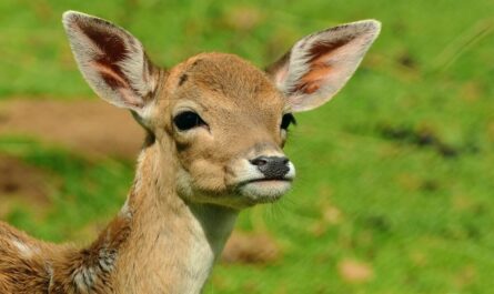 Quand Bambi se prend pour Houdini : un chevreuil coincé dans un portail sauvé par les pompiers à Chinon