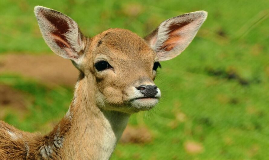 Quand Bambi se prend pour Houdini : un chevreuil coincé dans un portail sauvé par les pompiers à Chinon