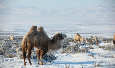 Quand deux chameaux décident de faire du tourisme sous la neige à Évreux
