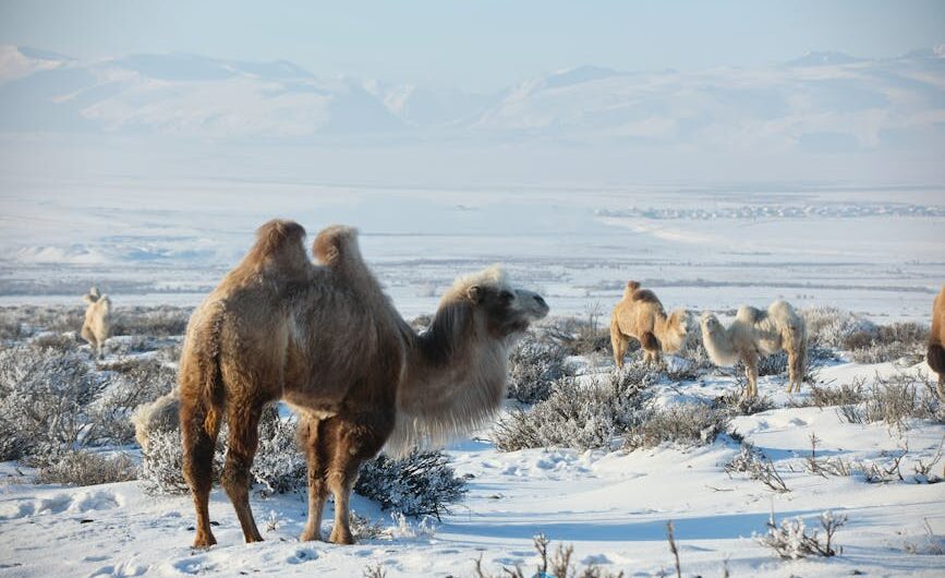 Quand deux chameaux décident de faire du tourisme sous la neige à Évreux