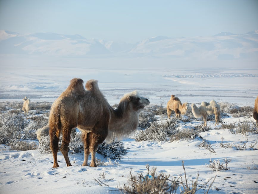 Quand deux chameaux décident de faire du tourisme sous la neige à Évreux