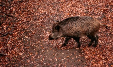 Quand les sangliers décident de visiter le quartier : bienvenue à Montceau-les-Mines !