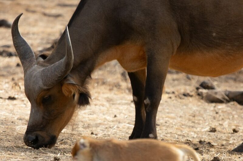 Quand un mini-cerf de 13 kg décide de montrer qui est le patron à un rhinocéros de 1,7 tonne