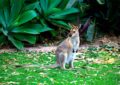 Sydney le wallaby joue à cache-cache dans le Puy-de-Dôme et personne n'arrive à l'attraper !