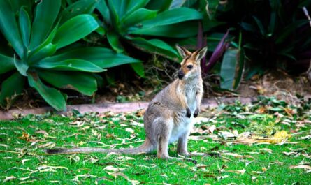Sydney le wallaby joue à cache-cache dans le Puy-de-Dôme et personne n'arrive à l'attraper !