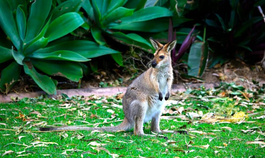 Sydney le wallaby joue à cache-cache dans le Puy-de-Dôme et personne n&rsquo;arrive à l&rsquo;attraper !