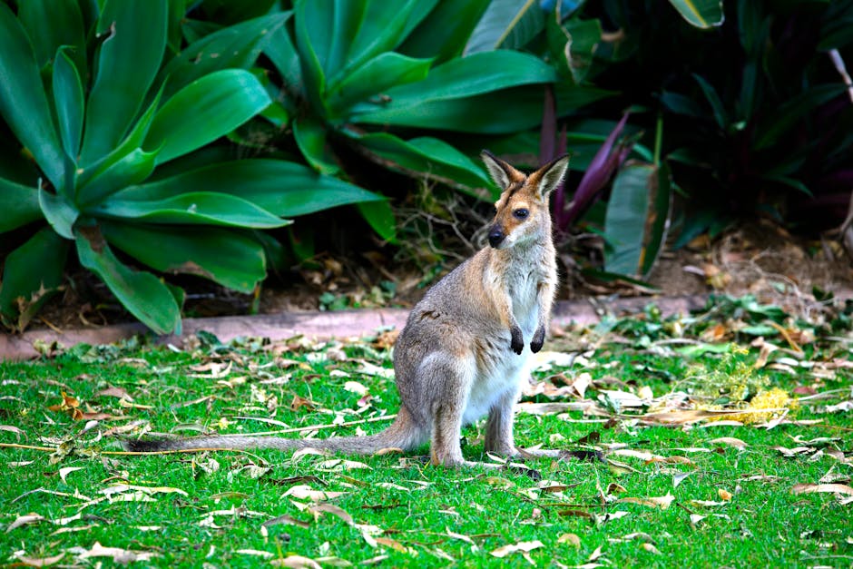 Sydney le wallaby joue à cache-cache dans le Puy-de-Dôme et personne n'arrive à l'attraper !