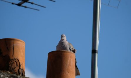 Un faucon coincé dans une cheminée : le réveil le plus insolite de l'année en Aveyron !