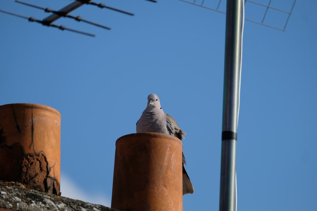 Un faucon coincé dans une cheminée : le réveil le plus insolite de l'année en Aveyron !