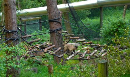 Vanille le wallaby joue à cache-cache pendant deux mois près de Bordeaux (et finit par rentrer à la maison !)
