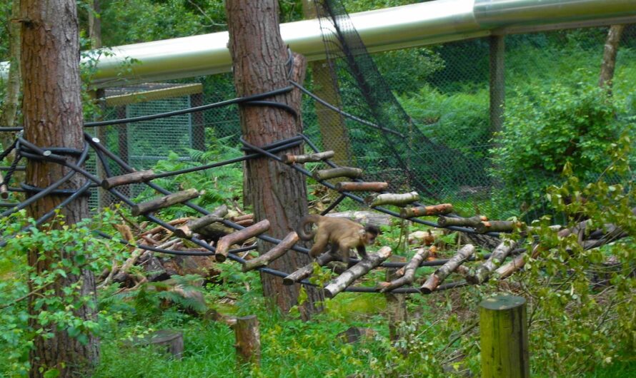 Vanille le wallaby joue à cache-cache pendant deux mois près de Bordeaux (et finit par rentrer à la maison !)