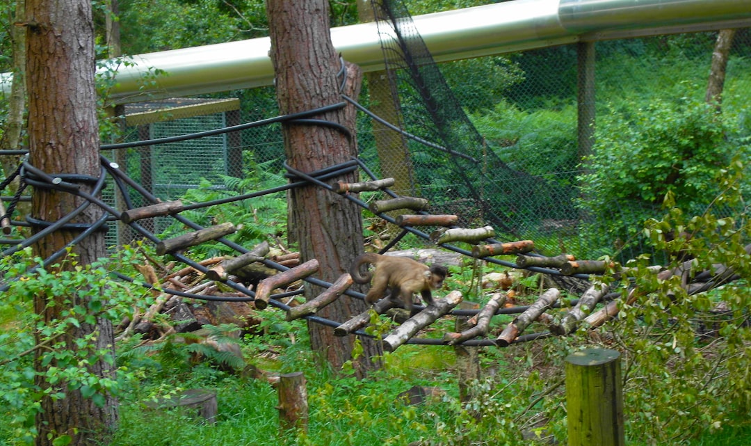 Vanille le wallaby joue à cache-cache pendant deux mois près de Bordeaux (et finit par rentrer à la maison !)