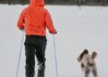 Aux JO 2026, un chien-loup a tenté de se qualifier en ski de fond (et franchement, il avait le niveau)