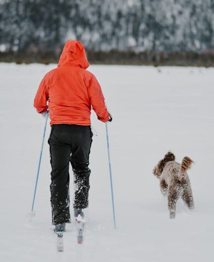 Aux JO 2026, un chien-loup a tenté de se qualifier en ski de fond (et franchement, il avait le niveau)