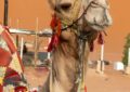 L'Arabie saoudite délivre des passeports pour chameaux : bienvenue dans le futur !
