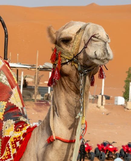 L&rsquo;Arabie saoudite délivre des passeports pour chameaux : bienvenue dans le futur !