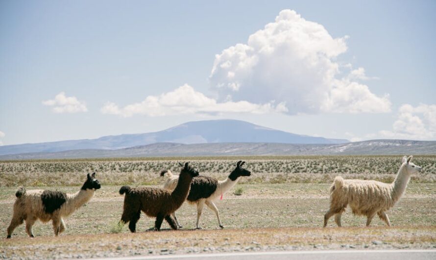 Quand un sénateur tombe nez à nez avec un lama sur une route de montagne : bienvenue en Ariège !