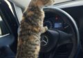 Un routier flashé avec son chat sur le tableau de bord : quand Minou joue les copilotes