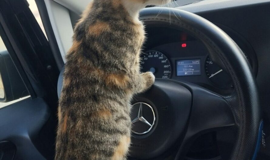 Un routier flashé avec son chat sur le tableau de bord : quand Minou joue les copilotes