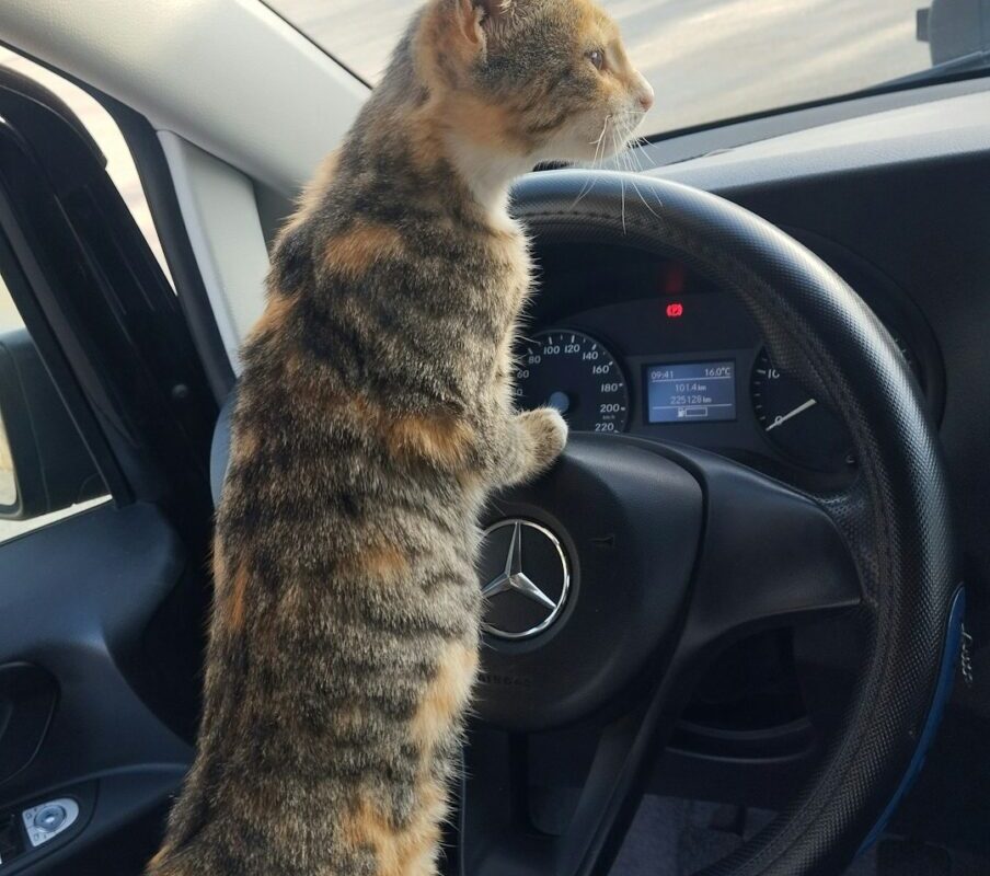 Un routier flashé avec son chat sur le tableau de bord : quand Minou joue les copilotes