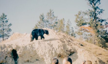 Des skieurs tombent sur trois ours sur une piste des Pyrénées, et franchement, personne n’avait prévu ce slalom-là